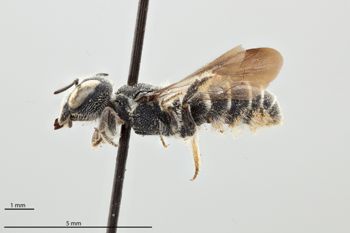 Media type: image;   Entomology 793016 Aspect: habitus lateral view